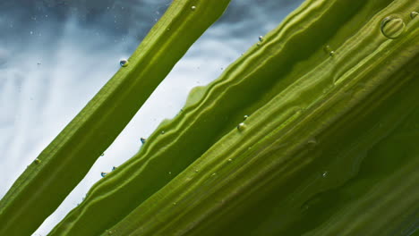 Fresh-celery-stalks-floating-transparent-liquid-closeup.-Organic-low-calorie