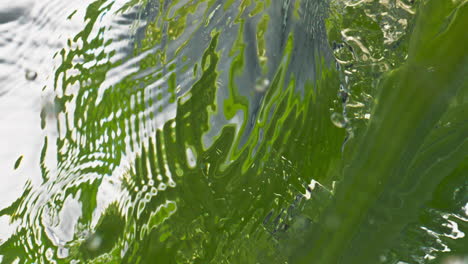 Closeup-celery-stalks-falling-splash-smooth-water-surface-in-light-background.