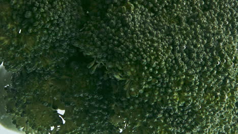 Closeup-broccoli-head-water-rotating-in-light-background.-Fresh-organic-veggie
