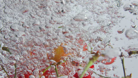 Closeup-cherries-falling-water-at-white-background.-Bird-cherry-dropped-liquid