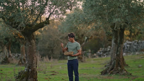 Focused-gardener-picking-olives-tree-at-countryside.-Farm-man-working-vertically