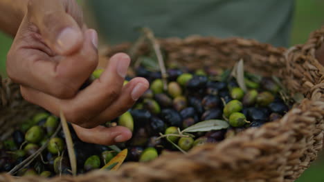 Man-palm-holding-olives-wicker-basket-outdoors-close-up.-Farmer-checking-plants