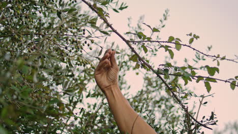 Farmer-hands-collecting-olives-in-evening-nature-closeup.-Man-smelling-plants