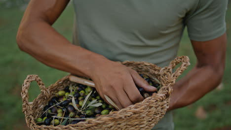 Gardener-hands-examining-harvested-olives-with-scapula.-Farmer-smelling-vertical