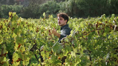 Young-man-walk-vineyard-control-vine-quality-vertical.-Winegrower-touch-leaves