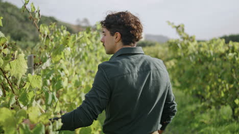 Young-agriculturist-walking-vineyard-touching-yellow-leaves-back-view-close-up.
