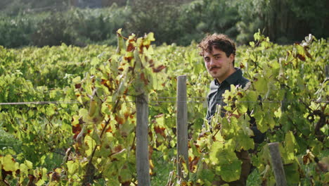 Vineyard-worker-walking-plantation-sunny-day-vertical.-Winegrower-controlling