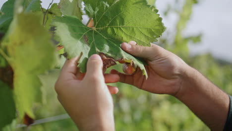 Hand-touching-grape-leaf-checking-bush-vertical-closeup.-Worker-inspecting-vine