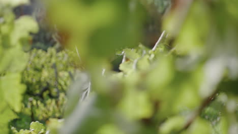 Winegrower-looking-grape-vine-walking-between-grapevine-bushes-rows-close-up.