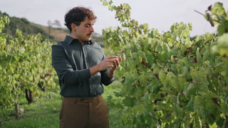 Farmer-tasting-ripe-grapes-on-plantation.-Winegrower-picking-grapes-bunch.