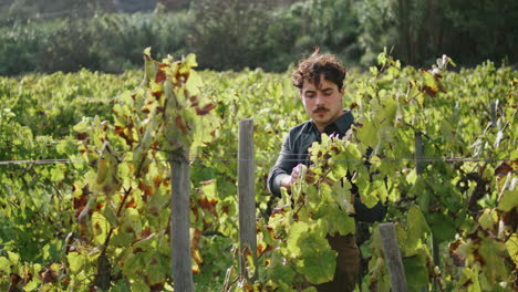 Winegrower-checking-grapevine-vineyard-vertical.-Man-agriculturist-touch-leaves