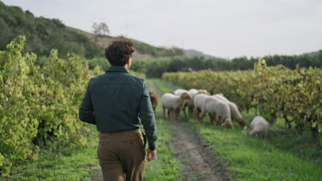 Back-view-winegrower-walking-to-sheep-flock-on-plantation.-Inspecting-vineyard.