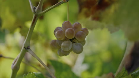Yellow-grape-cluster-with-leaves-swaying-wind-on-background-vertical-close-up