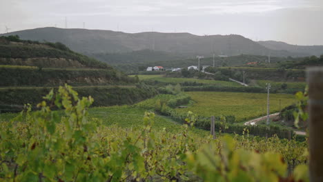 Beautiful-view-vineyard-landscape-autumn-vertical.-Vine-bushes-grape-plantation