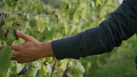 Unrecognizable-farmer-holding-vine-grape-bush-walking-on-plantation-close-up.