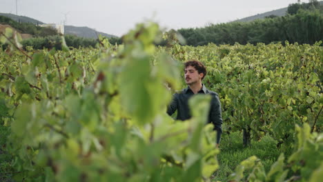 Man-winegrower-examining-vine-on-grape-plantation.-Farmer-touching-yellow-leaves