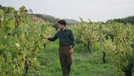 Grapegrower-inspecting-grape-vine-walking-bushes-rows-vertically.-Winemaking