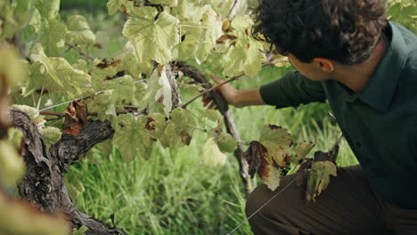 Winegrower-inspecting-grape-bush-touching-grapevine-after-harvesting-close-up.