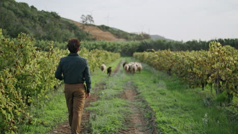 Farmer-walking-grape-plantation-following-sheep-flock.-Winegrowing-concept.