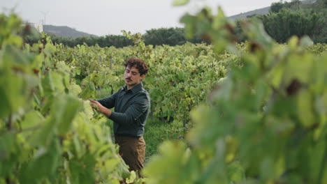 Vineyard-specialist-checking-grape-bush-inspecting-plantation-at-harvesting.