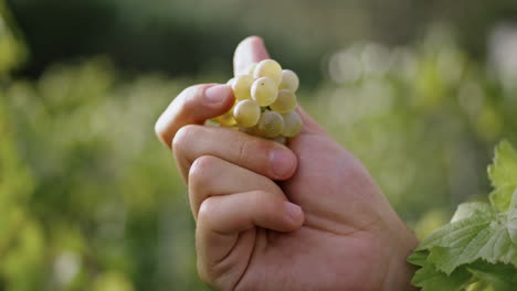 Hand-holding-yellow-grapes-checking-harvest-vertical-closeup.-Inspecting-crop