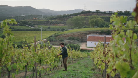 Grape-plantation-worker-checking-vine-growing-walking-through-rows-vineyard.
