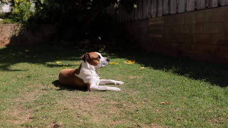 lazy-brown-and-white-dog-lays-in-the-sun-on-a-hot-day