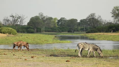 Wide-shot-of-plains-zebras-and-tsessebes-drinking-at-the-river,-Khwai-Botswana