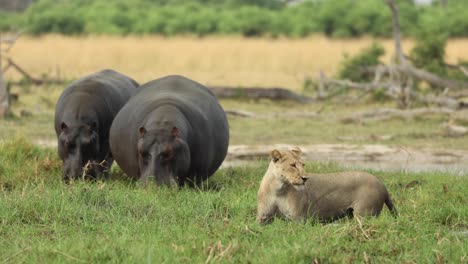 Wide-shot-of-a-lioness-standing-knee-deep-in-the-river-with-two-hippos-feeding-in-the-background,-Khwai-Botswana