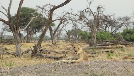 Wide-shot-of-a-lioness-roaring,-Khwai-Botswana
