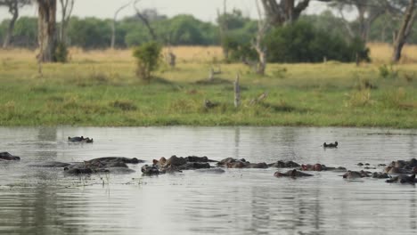 Wide-shot-of-a-pod-of-hippos-laying-in-the-water,-Khwai-Botswana