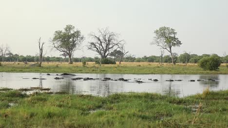 Extreme-wide-shot-showing-a-pod-of-hippos-in-the-water,-Khwai-Botswana