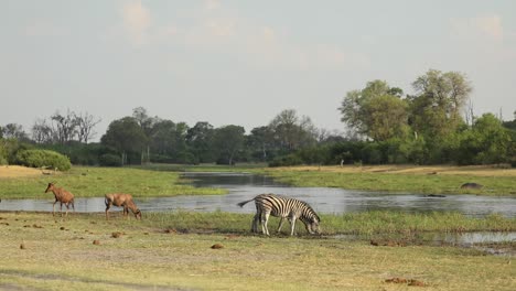 Extreme-wide-shot-of-plains-zebras-and-tsessebes-drinking-at-the-river,-Khwai-Botswana