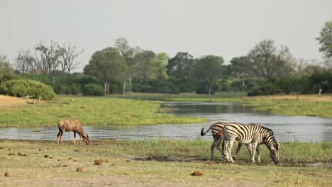 Wide-shot-of-plains-zebras-and-a-tsessebe-drinking-at-the-river,-Khwai-Botswana