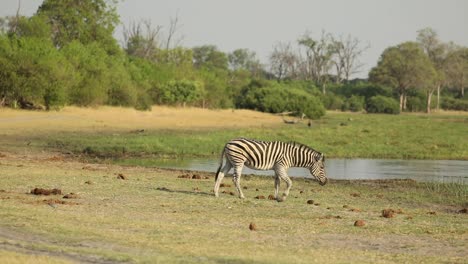 Wide-shot-of-zebras-passing-through-the-frame-on-their-way-to-the-waterhole,-Khwai-Botswana