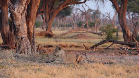 Wide-shot-of-a-lioness-laying-in-the-dry-grass-roaring-in-the-morning-light,-Khwai-Botswana