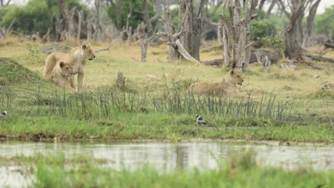 Wide-shot-of-three-lionesses-laying-next-to-the-river-while-looking-into-the-distance,-Khwai-Botswana