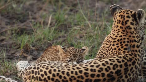 Medium-shot-of-a-leopard-cub-suckling,-Khwai-Botswana