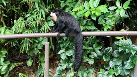 Profile-shot-of-a-shy-male-white-faced-saki-monkey,-pithecia-pithecia-resting-on-handrail,-turn-around-and-walk-away-to-the-right,-at-Singapore-river-wonders-safari-zoo-mandai-reserves