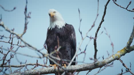 Bald-Eagle-sitting-in-a-tree-looking-out-for-prey-below
