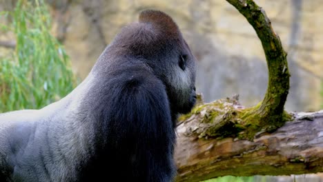 Gorila-De-Espalda-Plateada,-Parado-En-El-área-Del-Bosque-Y-Observando-Los-Alrededores