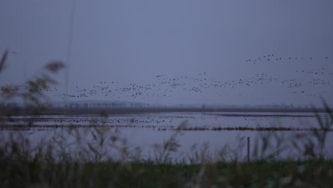 Crane-swarm-flying-over-a-lake-after-sunset