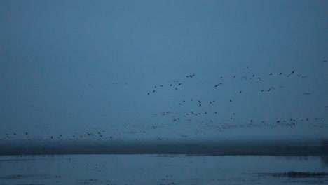 Crane-swarm-flying-over-a-lake