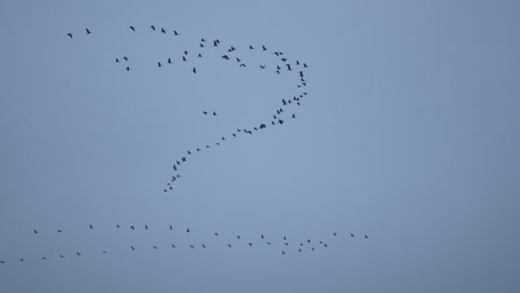 Crane-swarm-flying-in-slow-motion