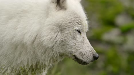 Lobo-ártico-Mirándote-Y-Parpadeando-épico-Slomo-Horario-De-Verano-Sucio-Con-Musgo-Del-Estanque