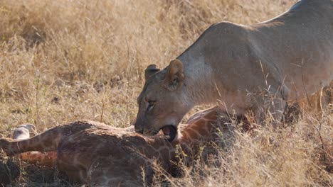 Lioness-trying-to-bite-into-giraffe-carcass-swarmed-with-flies