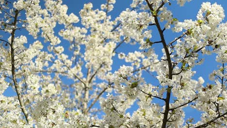 cherry-trees-with-white-flowers-and-bees-flying-and-pollinating-them-on-a-sunny-summer-day-with-blue-sky