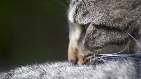 Extreme-close-up-in-sow-motion-of-gray-tabby-cat-cleaning-itself