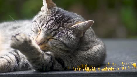Beautiful-gray-tabby-cat-licking-his-paw-and-leg-cleaning-himself