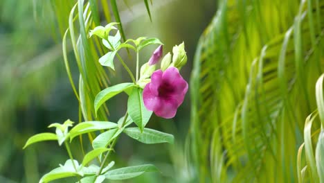 Pink-purple-tropical-hibiscus-flower-growing-on-bright-green-full-sun-plant